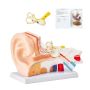 Model anatomii ucha ludzkiego, 3 części, powiększenie 5x, PVC