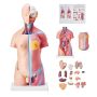 Model anatomii ciała człowieka, 23 części, 18 cali