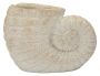 Wazon Muszla Piasek A, 33 × 23 × 19 cm