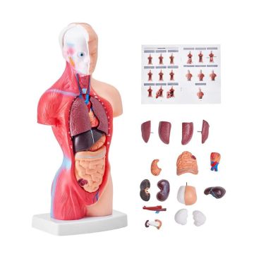 Model anatomii tułowia człowieka, 15 części, 11 cali