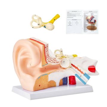 Model anatomii ucha ludzkiego, 3 części, powiększenie 5x, PVC