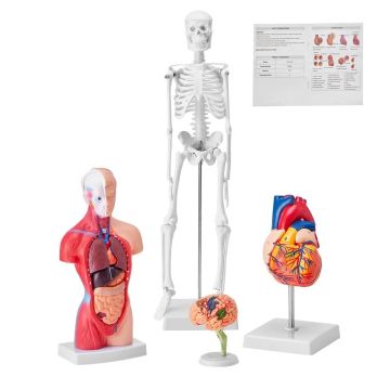 Zestaw modeli 3D anatomii człowieka, 4 części (mózg, serce, tułów, szkielet)