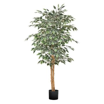 Sztuczny fikus 150 cm w czarnej doniczce, pień z naturalnego drewna